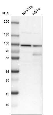 Western Blot: Cyclin T1 Antibody [NBP3-05509]