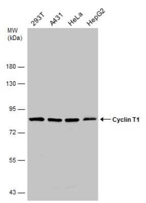 Western Blot: Cyclin T1 Antibody [NBP3-13224]