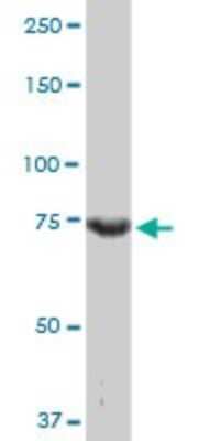 Western Blot: Cyclin T2 Antibody (1H3) [H00000905-M03]