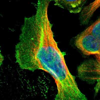 Immunocytochemistry/ Immunofluorescence: Cyclin T2 Antibody [NBP1-87592]