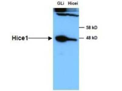 Western Blot: HAUS8 Antibody [NBP1-77746]