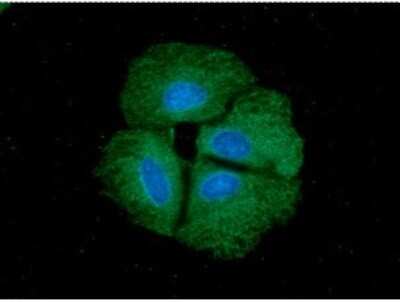 Immunocytochemistry/ Immunofluorescence: Cyclophilin 40 Antibody (1B8) - BSA Free [NBP2-60239]
