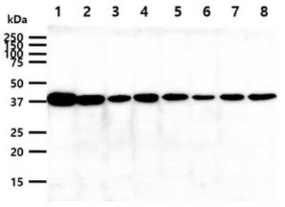 Western Blot: Cyclophilin 40 Antibody (1B8)BSA Free [NBP2-60239]