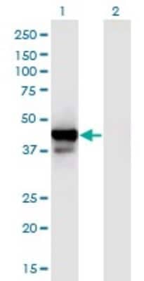 Western Blot: Cyclophilin 40 Antibody (4C7) [H00005481-M01]