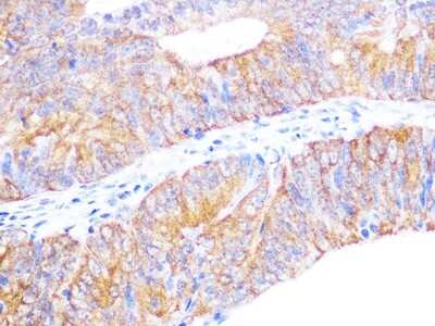 Immunohistochemistry-Paraffin: Cyclophilin 40 Antibody (4O7P5) [NBP3-16552]