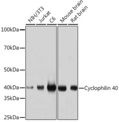 Western Blot: Cyclophilin 40 Antibody (4O7P5) [NBP3-16552]