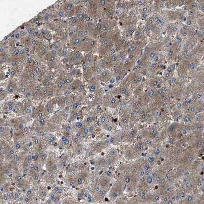 Immunohistochemistry-Paraffin: Cyclophilin 40 Antibody [NBP1-85363]