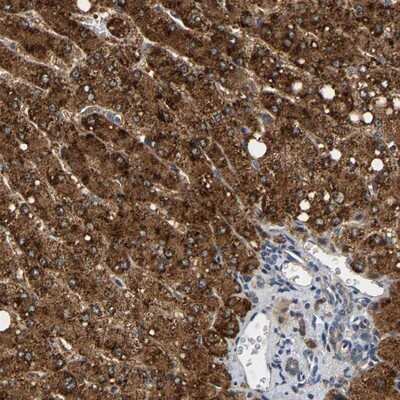 Immunohistochemistry-Paraffin: Cyclophilin 40 Antibody [NBP1-85364]