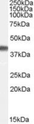 Western Blot: Cyclophilin 40 Antibody [NB100-61665]