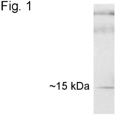 Western Blot: Cyclophilin 40 Antibody [NB120-3567]