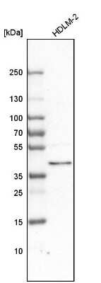 Western Blot: Cyclophilin 40 Antibody [NBP1-85363]