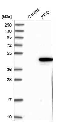 Western Blot: Cyclophilin 40 Antibody [NBP1-85363]