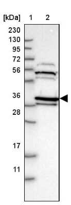 Western Blot: Cyclophilin 40 Antibody [NBP1-85364]