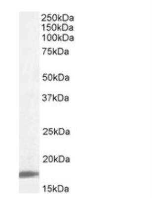 Western Blot: Cyclophilin A Antibody [NB100-2467]