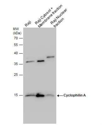 Western Blot: Cyclophilin A Antibody [NBP1-30993]