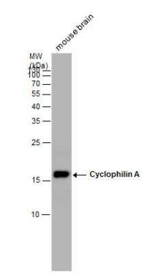 Western Blot: Cyclophilin A Antibody [NBP1-30993]
