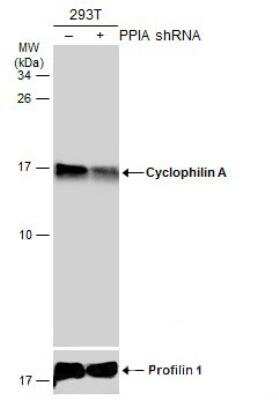 Knockdown Validated: Cyclophilin A Antibody [NBP1-30993]
