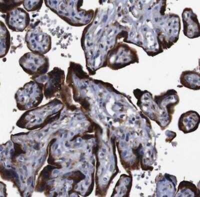 Immunohistochemistry-Paraffin: Cyclophilin B Antibody [NBP1-85358]