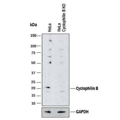 Knockout Validated: Cyclophilin B Antibody [NBP2-24770]