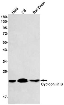 Western Blot: Cyclophilin B Antibody (S01-2F8) [NBP3-14922]