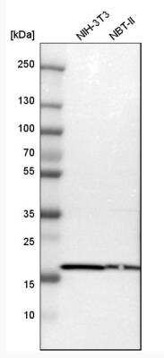 Western Blot: Cyclophilin B Antibody [NBP1-85358]
