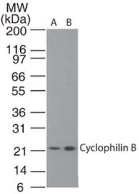 Western Blot: Cyclophilin B Antibody [NBP2-24770]