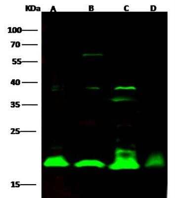 Western Blot: Cyclophilin B Antibody [NBP2-98906]