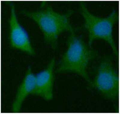 Immunocytochemistry/ Immunofluorescence: Cyclophilin C Antibody (3C6) - BSA Free [NBP1-97946]
