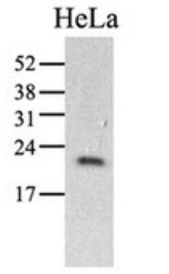 Western Blot: Cyclophilin C Antibody (3C6)BSA Free [NBP1-97946]