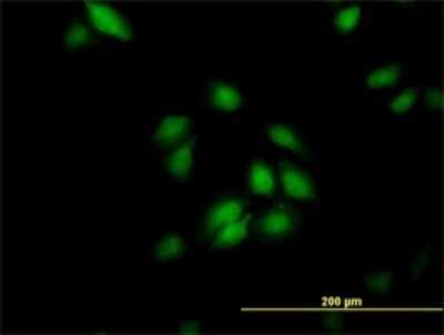 Immunocytochemistry/ Immunofluorescence: Cyclophilin-E Antibody (2F5) [H00010450-M02]