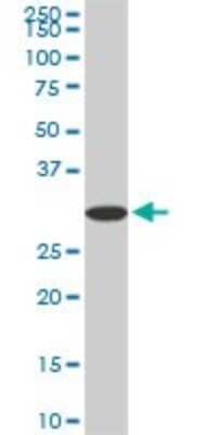 Western Blot: Cyclophilin-E Antibody (2F5) [H00010450-M02]