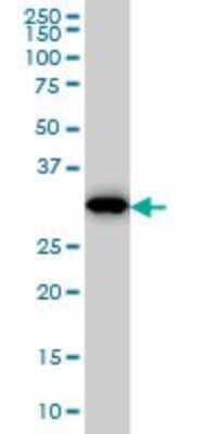 Western Blot: Cyclophilin-E Antibody (2F5) [H00010450-M02]