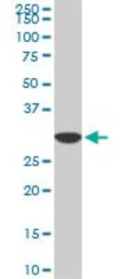 Western Blot: Cyclophilin-E Antibody (2F5) [H00010450-M02]