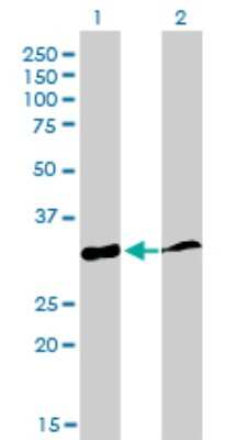 Western Blot: Cyclophilin-E Antibody (2F5) [H00010450-M02]