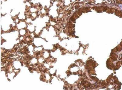 Immunohistochemistry-Paraffin: Cyclophilin-E Antibody [NBP1-33471]