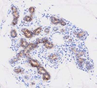 Immunohistochemistry-Paraffin: Cyclophilin-F Antibody (1F5) - BSA Free [NBP1-28608]