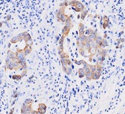 Immunohistochemistry-Paraffin: Cyclophilin-F Antibody (1F5) - BSA Free [NBP1-28608]
