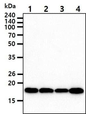 Western Blot: Cyclophilin-F Antibody (1F5)BSA Free [NBP1-28608]