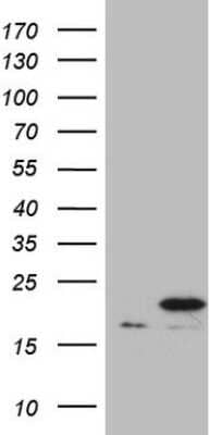 Western Blot: Cyclophilin-F Antibody (OTI1G8) [NBP2-45380]