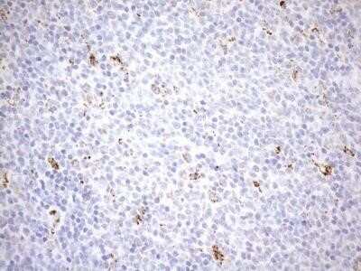 Immunohistochemistry: Cyclophilin-F Antibody (OTI1G8) - Azide and BSA Free [NBP2-71551]