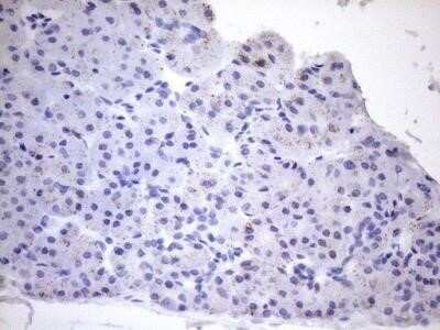 Immunohistochemistry: Cyclophilin-F Antibody (OTI1G8) - Azide and BSA Free [NBP2-71551]