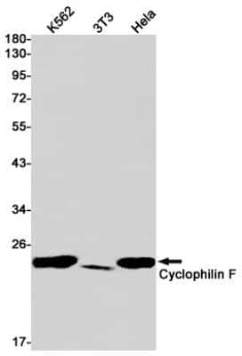 Western Blot: Cyclophilin-F Antibody (S02-6I9) [NBP3-14923]