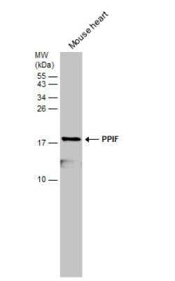 Western Blot: Cyclophilin-F Antibody [NBP2-15079]