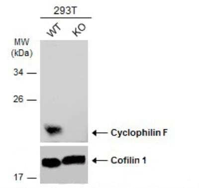 Knockout Validated: Cyclophilin-F Antibody [NBP2-15079]