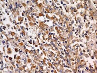 Immunohistochemistry: Cyr61/CCN1 Antibody (3A7.1B8) - Azide and BSA Free [NBP2-80685]
