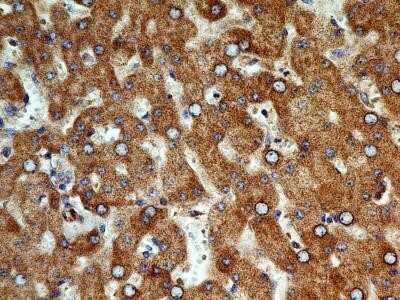 Immunohistochemistry-Paraffin: Cyr61/CCN1 Antibody (3A7.1B8) - Azide and BSA Free [NBP2-80685]
