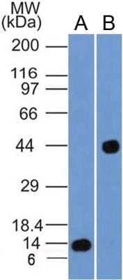 Western Blot: Cyr61/CCN1 Antibody (3A7.1B8)Azide and BSA Free [NBP2-80685]