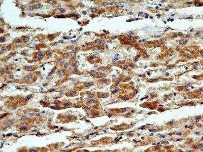 Immunohistochemistry-Paraffin: Cyr61/CCN1 Antibody (3A7.1B8) - BSA Free [NBP2-36490]