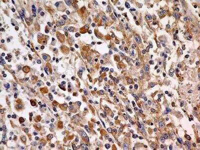 Immunohistochemistry-Paraffin: Cyr61/CCN1 Antibody (3A7.1B8) - BSA Free [NBP2-36490]