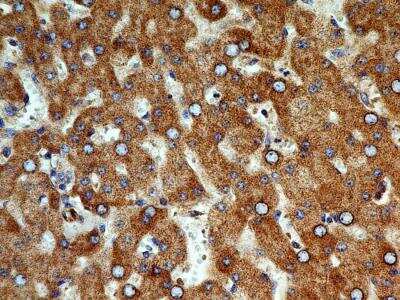 Immunohistochemistry-Paraffin: Cyr61/CCN1 Antibody (3A7.1B8) - BSA Free [NBP2-36490]